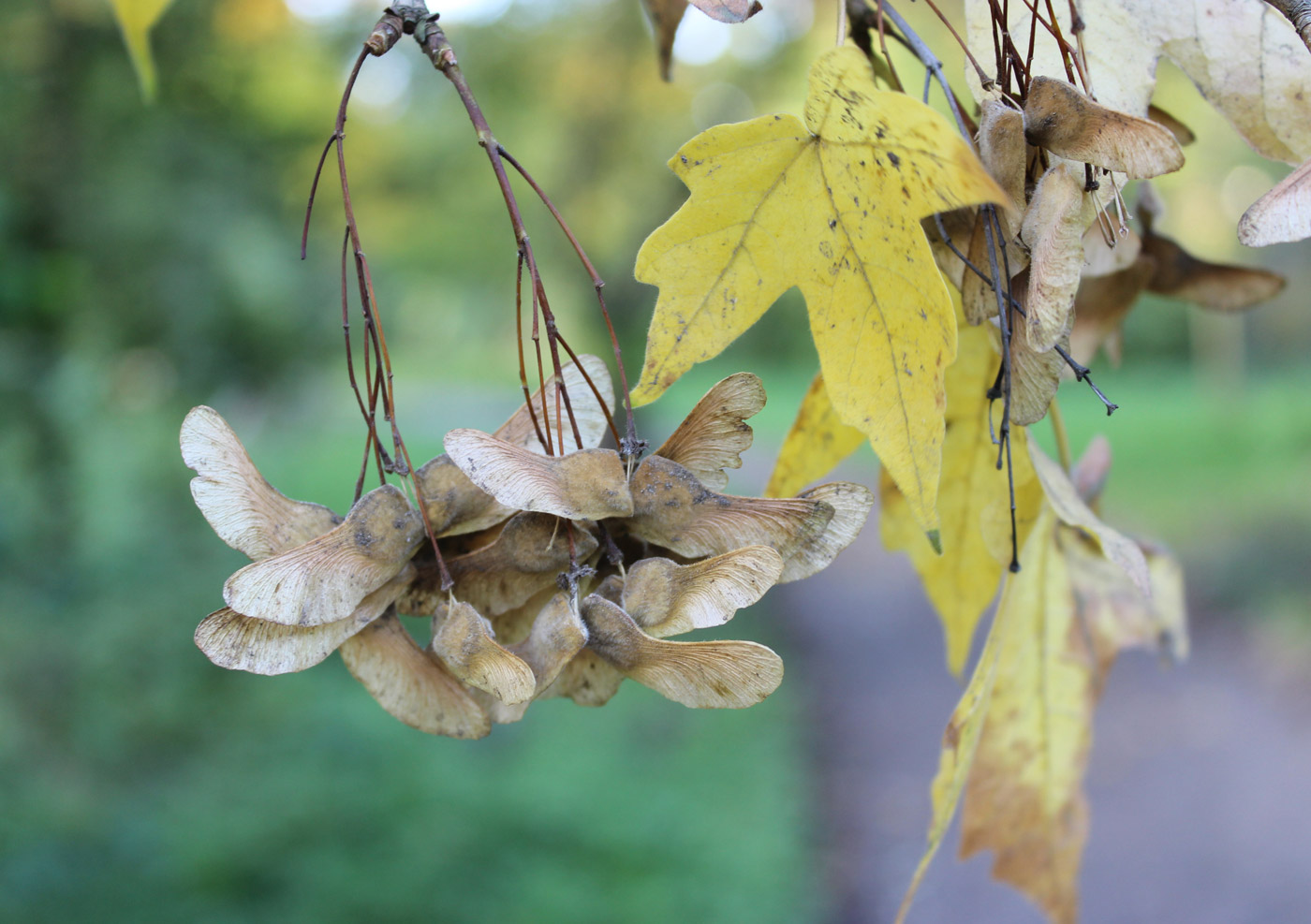 Image of Acer miyabei specimen.
