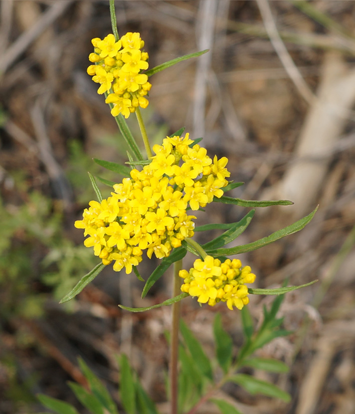 Image of Patrinia rupestris specimen.