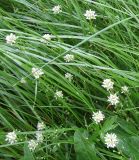 genus Cochlearia
