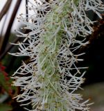 Sanguisorba canadensis. Средняя часть соцветия. Германия, г. Крефельд, Ботанический сад. 06.09.2014.