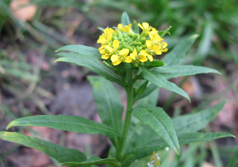 Image of Erysimum cheiranthoides specimen.