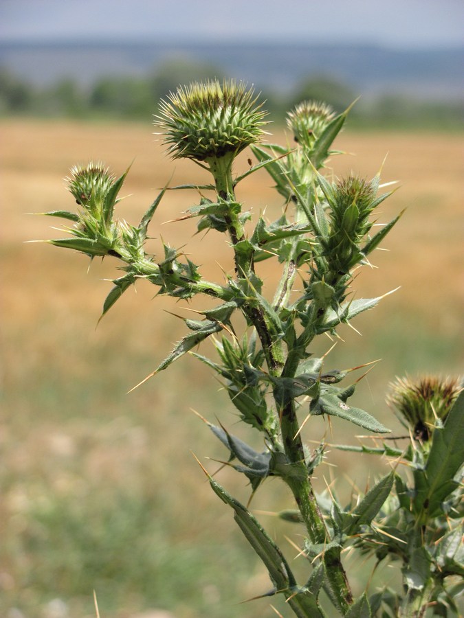 Изображение особи Cirsium serrulatum.