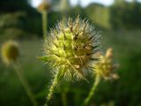 Dipsacus pilosus