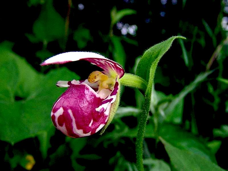 Image of Cypripedium guttatum specimen.