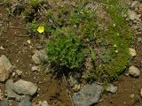 Potentilla vulcanicola