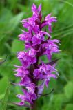 Dactylorhiza euxina