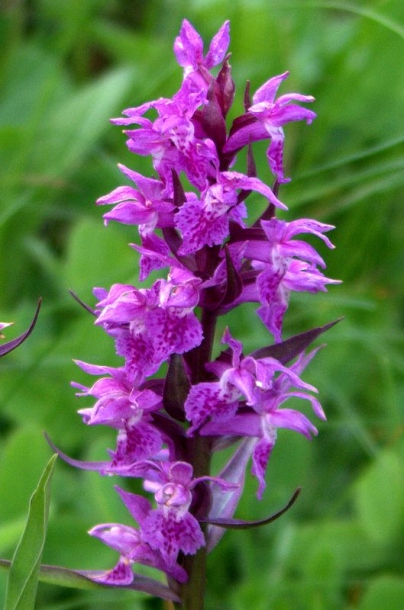 Изображение особи Dactylorhiza euxina.