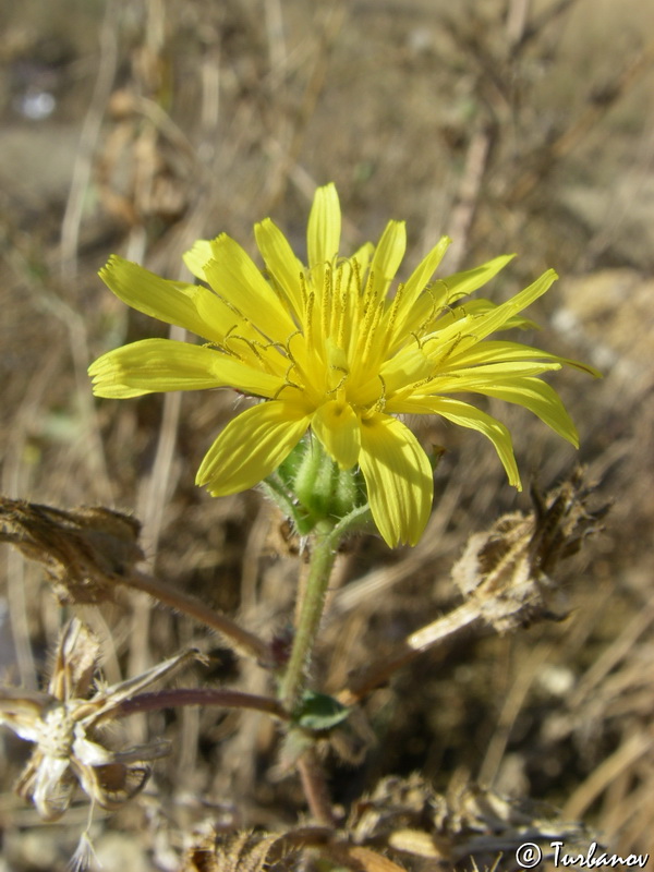 Image of Helminthotheca echioides specimen.