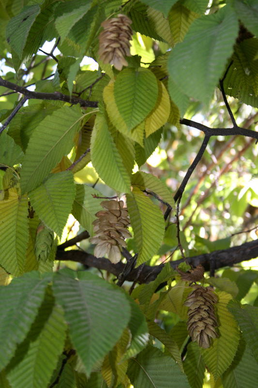 Изображение особи Carpinus cordata.