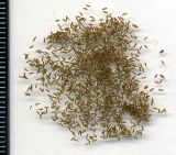 Solidago virgaurea. Семянки (хохолки удалены). Курская обл., Железногорский р-н, дер. Клишино, ур. Нележ, опушка леса. 1 ноября 2009 г.