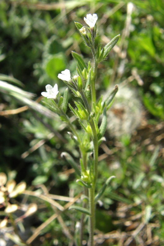 Image of Buglossoides arvensis specimen.