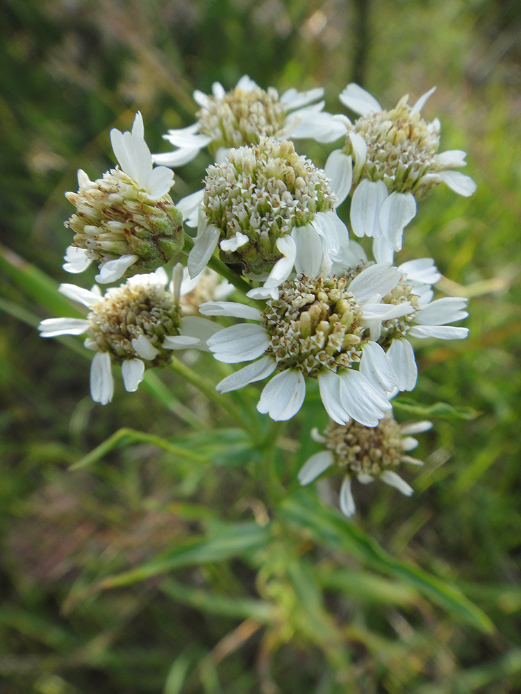 Image of Achillea acuminata specimen.