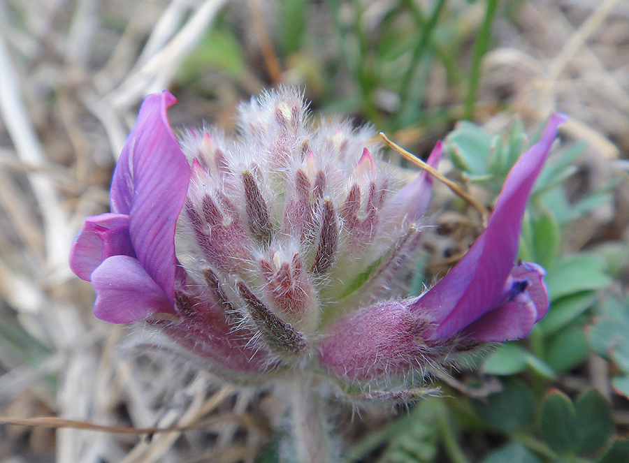 Image of Oxytropis strobilacea specimen.