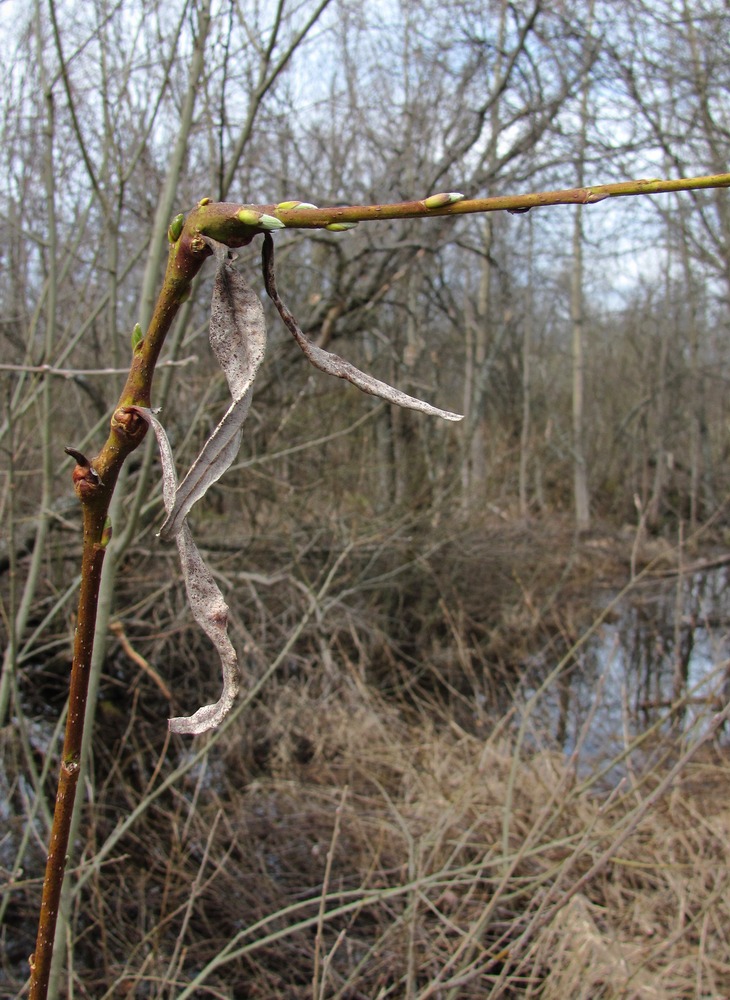 Image of Salix gmelinii specimen.