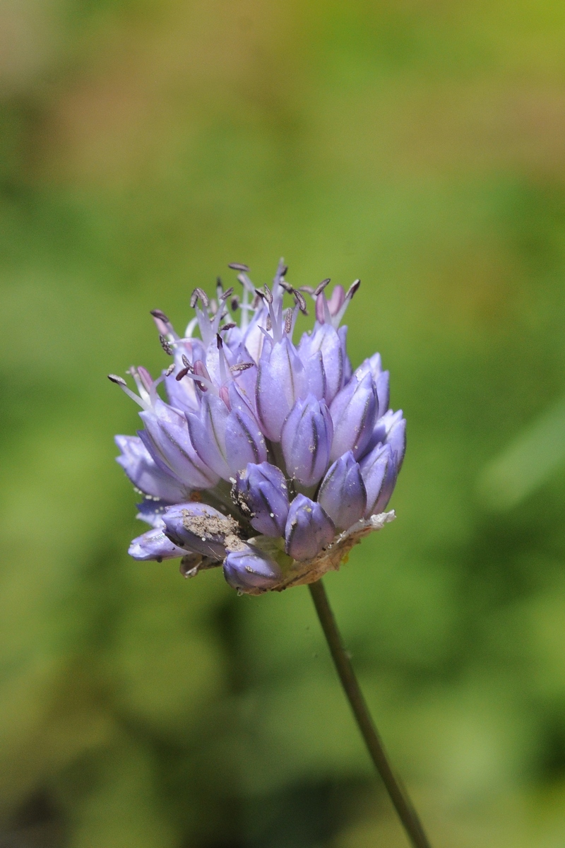 Image of Allium scabriflorum specimen.