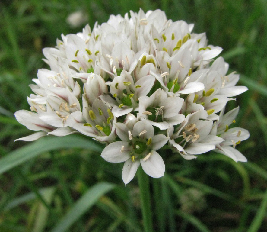 Image of Allium ramosum specimen.