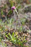 Antennaria dioica. Цветущее растение в лишайниково-кустарничковой тундре. Кольский п-ов, Кандалакшский берег Белого моря. 24.06.2015.