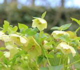 Helleborus caucasicus. Цветки. Черноморское побережье Кавказа, Туапсинский р-н, ВДЦ \"Орлёнок\", в культуре. 1 февраля 2015 г.