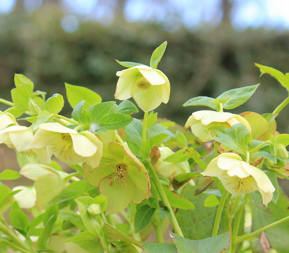 Image of Helleborus caucasicus specimen.