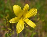 Hemerocallis minor