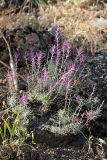 Rhaphidophyton regelii. Цветущее растение. Южный Казахстан, горы Алатау (Даубаба), северо-восточный гребень вершины 1734, ~1200 м н.у.м. 04.07.2014.