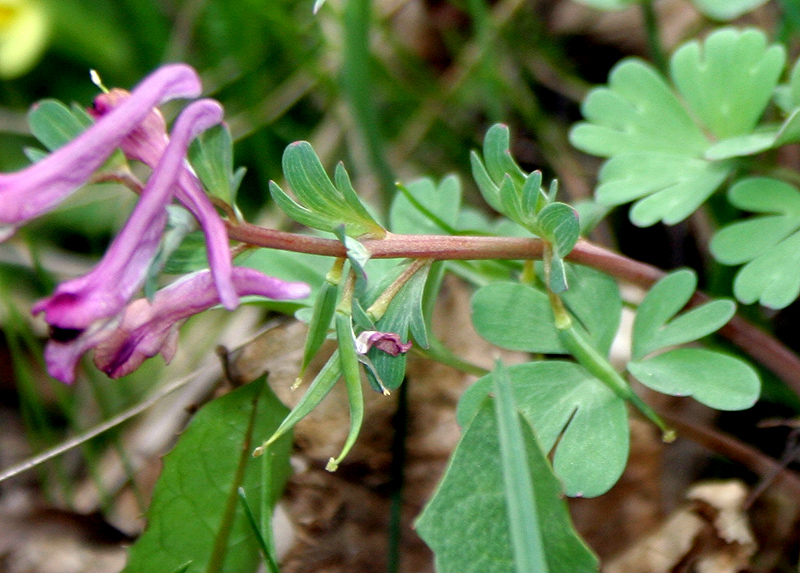 Image of Corydalis paczoskii specimen.