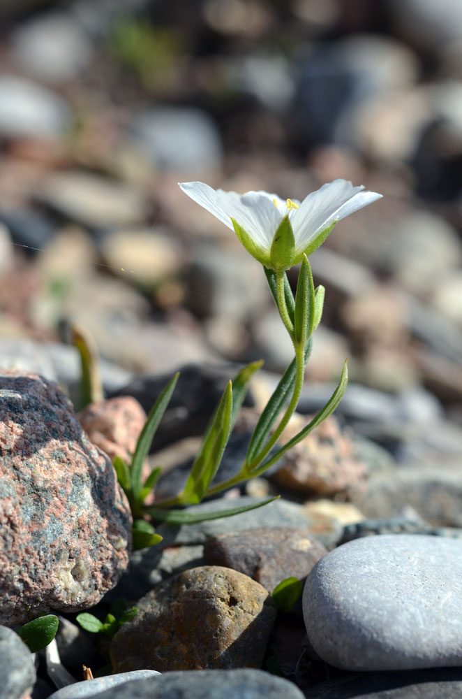 Изображение особи Cerastium bungeanum.