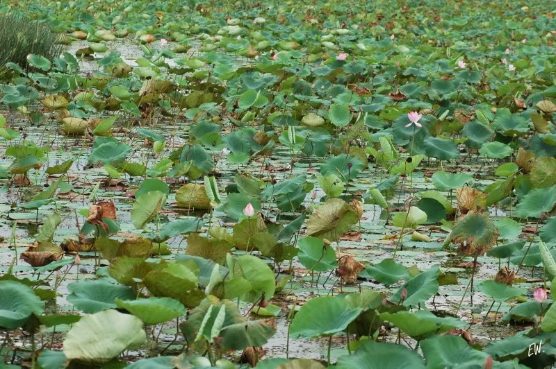 Изображение особи Nelumbo nucifera.