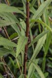 Solidago canadensis