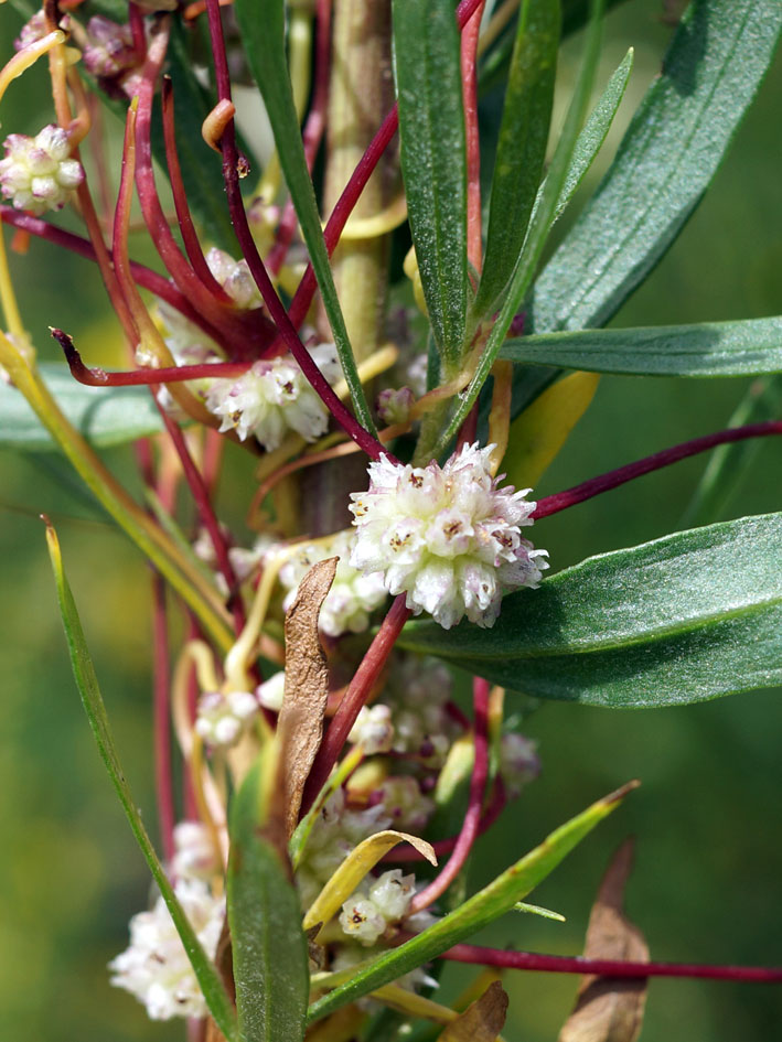 Image of genus Cuscuta specimen.