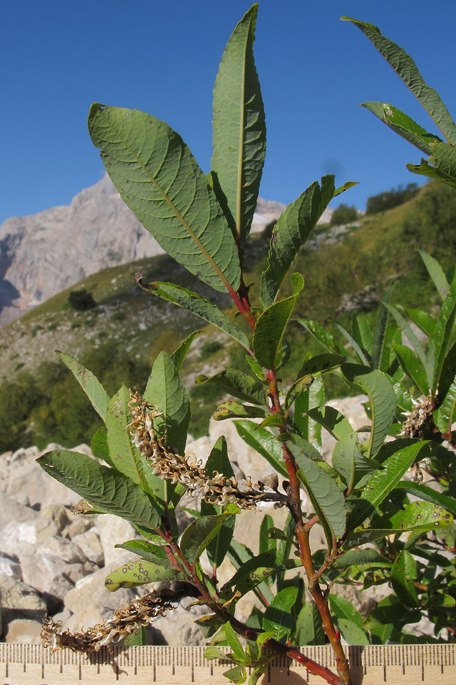 Image of Salix caucasica specimen.