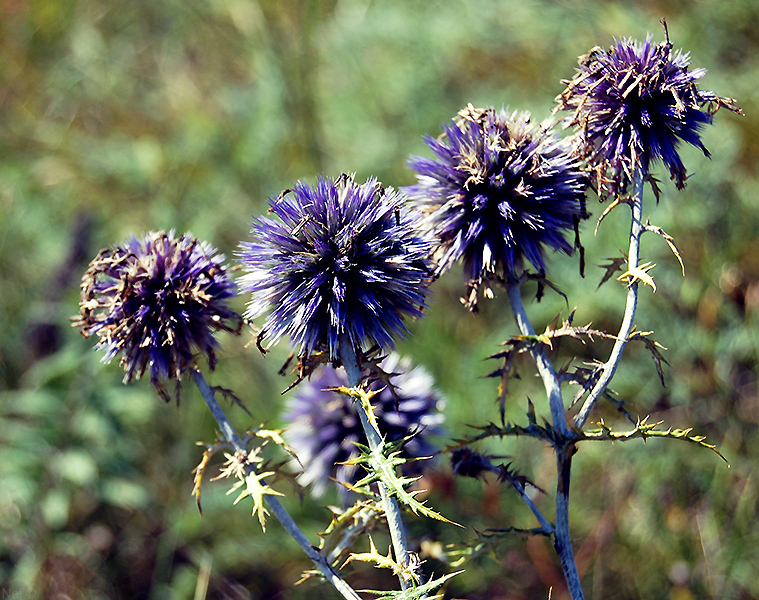 Image of Echinops sibiricus specimen.