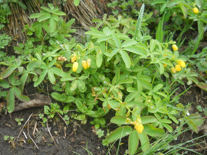 Изображение особи Gymnospermium odessanum.