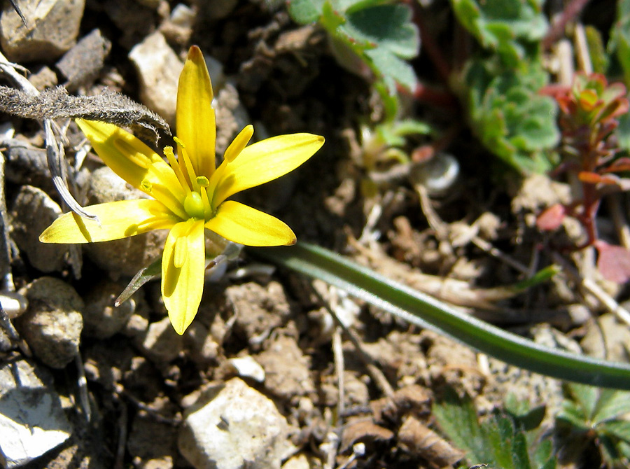 Image of Gagea dubia specimen.