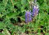 Astragalus adsurgens. Верхушки побегов с соцветиями. Бурятия, Тункинская долина, окр. с. Жемчуг, у дороги. 04.07.2015.