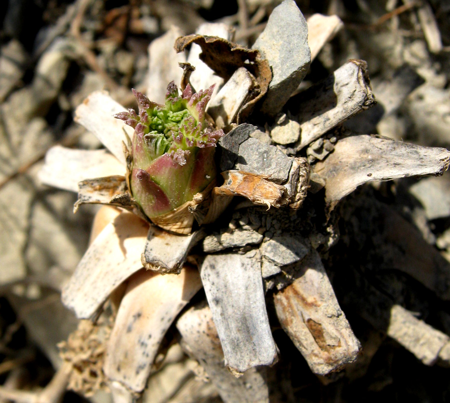 Image of Seseli ponticum specimen.