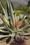 Agave americana разновидность marginata. Взрослое растение (на переднем плане цветущая Dyckia platyphylla). США, Калифорния, Санта-Барбара, возле Старой Миссии. 18.02.2014.