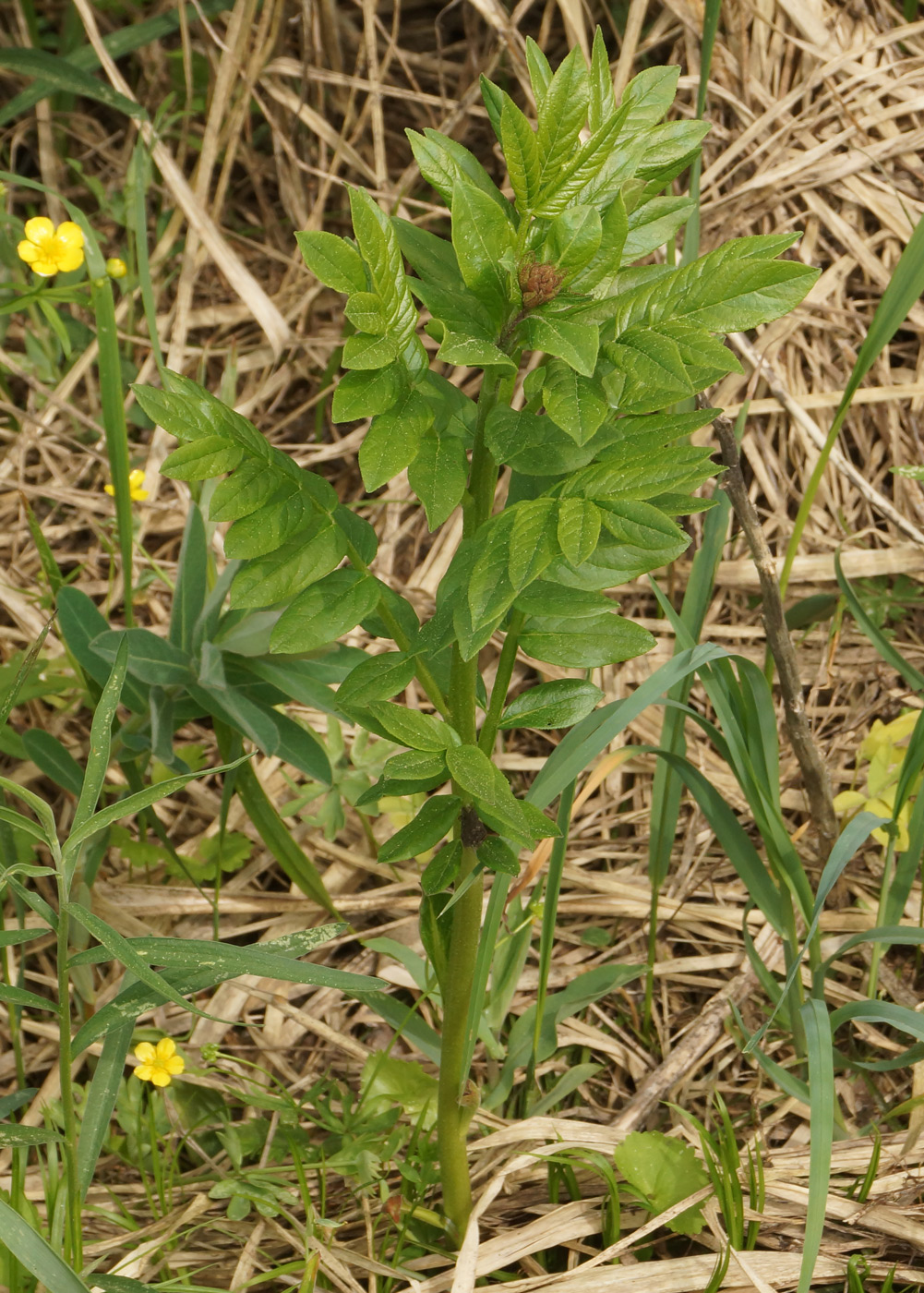 Изображение особи Dictamnus angustifolius.