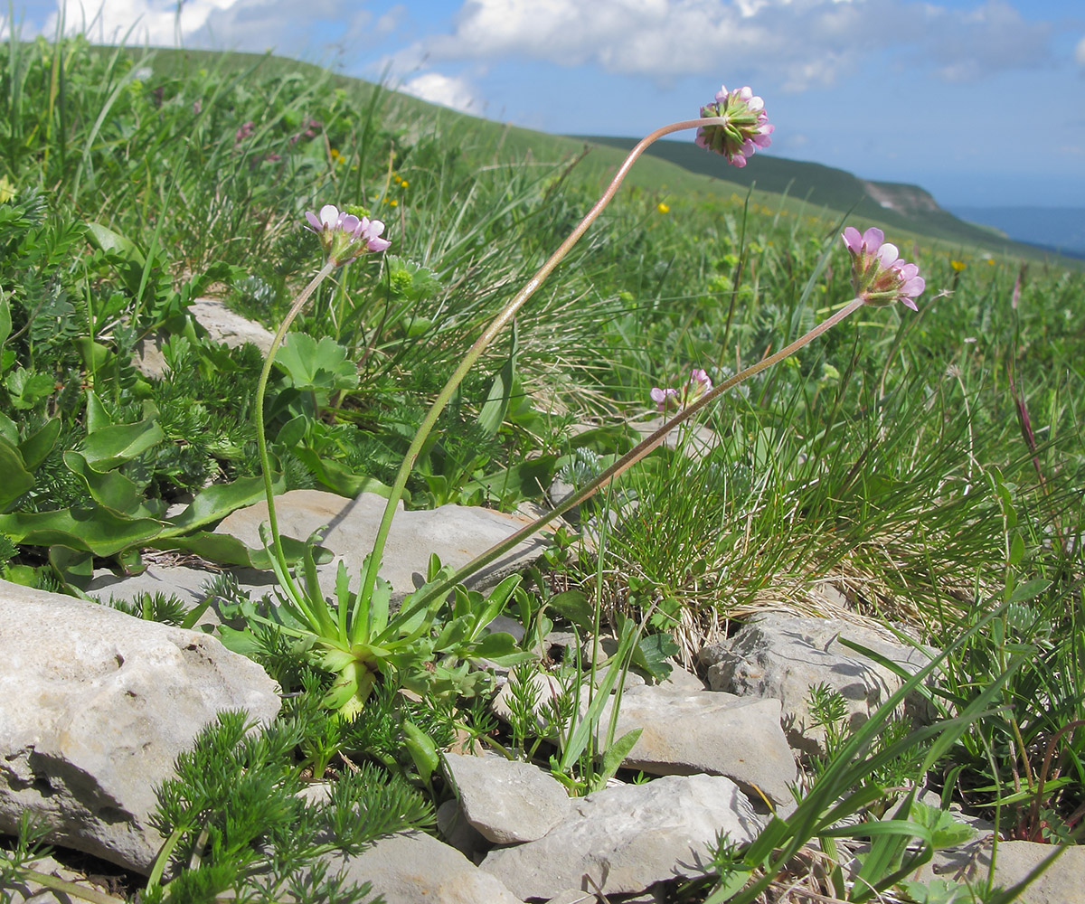 Image of Androsace albana specimen.