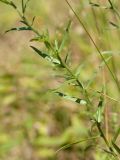 Achillea ptarmica. Средняя часть побега. Ленинградская обл., Всеволожский р-н, окр. пос. Медовое, выкашиваемая лужайка на опушке березняка на склоне холма. 24.08.2015.