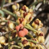 Ephedra dahurica