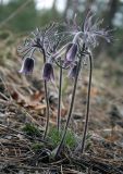 Pulsatilla pratensis