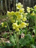 Primula elatior