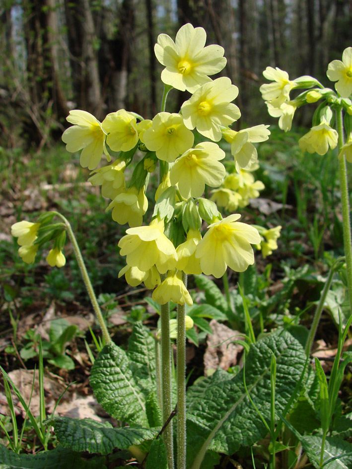 Image of Primula elatior specimen.