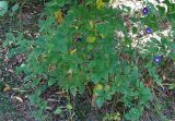 Clitoria ternatea