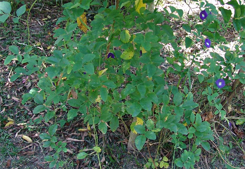 Изображение особи Clitoria ternatea.