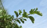 Ficus sycomorus