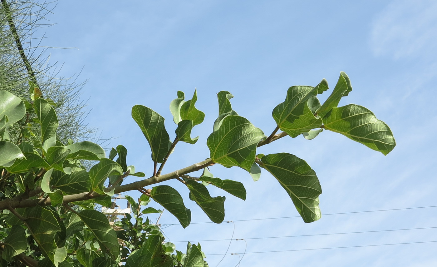 Изображение особи Ficus sycomorus.