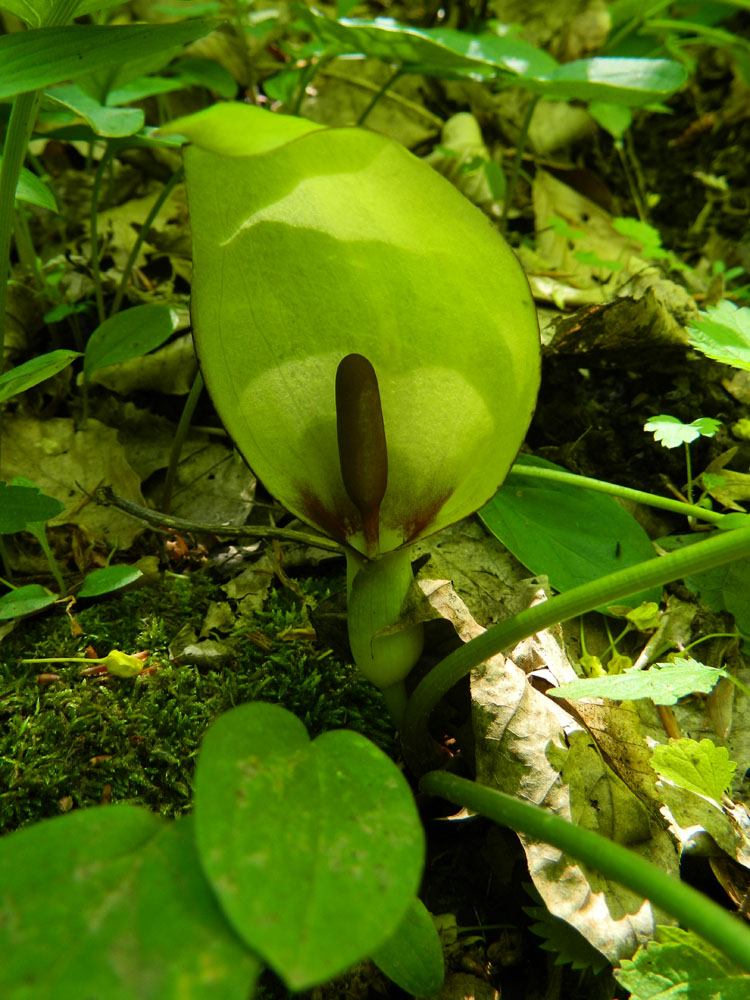 Image of Arum orientale specimen.