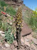 Orobanche spectabilis. Цветущее растение, паразитирующее на Ferula varia. Казахстан, Жамбылская обл., Таласский р-н, сев. берег оз. Акколь. 16 апреля 2016 г.